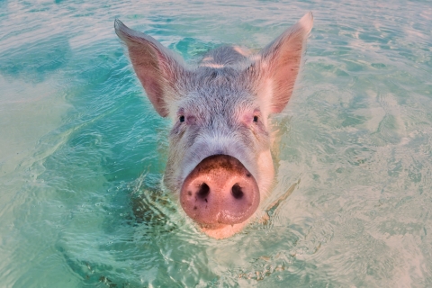 Aus Nassau: Exuma-Schwimmschweine, Haie und mehr