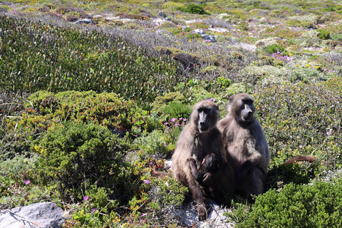 Cape Town: Table Mountain, Penguins & Cape Point Group Tour