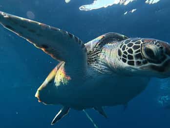 Tour condiviso: Avventura di snorkeling e canyoning a Moalboal
