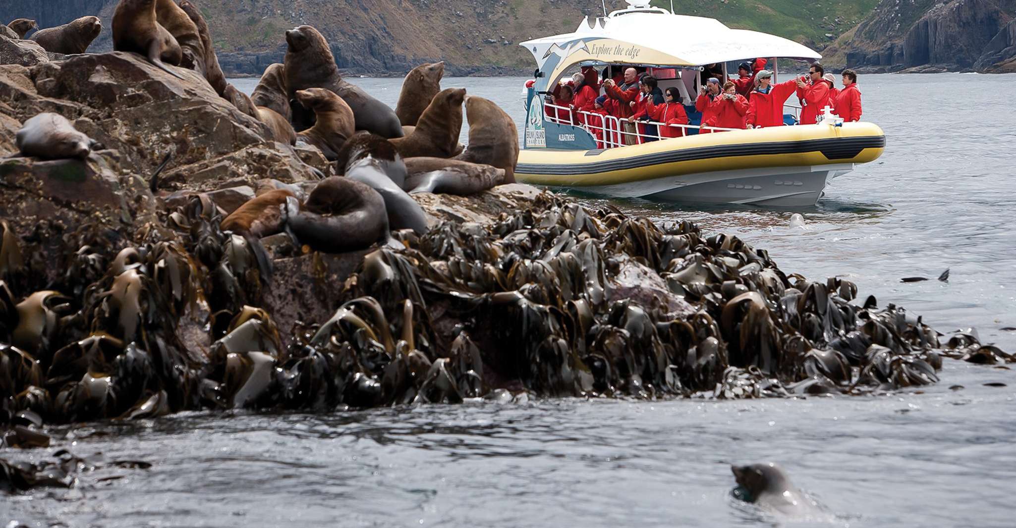 Hobart: Bruny Island Wilderness Coast Eco Cruise with Lunch photo 5