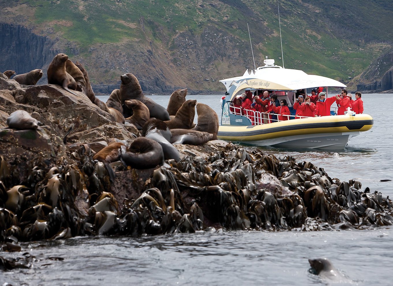 Hobart: Bruny Island Wilderness Coast Eco Cruise med frokost