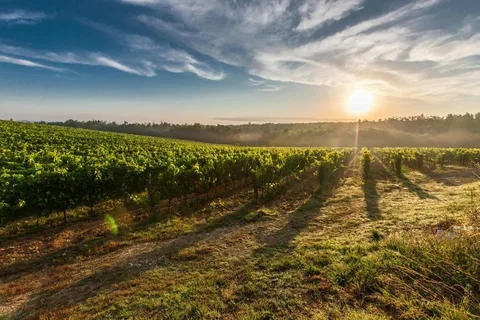 Vienna: Surroundings Sip & Savor Tour