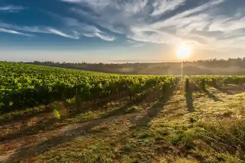 Wien: Sip & Savor-tur i omgivelserne