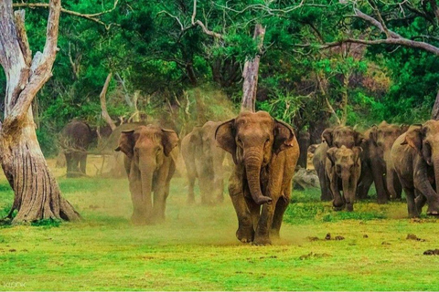 Ella: Udawalawe Safari, Mulkirigala Temple & Hiriketiya Drop