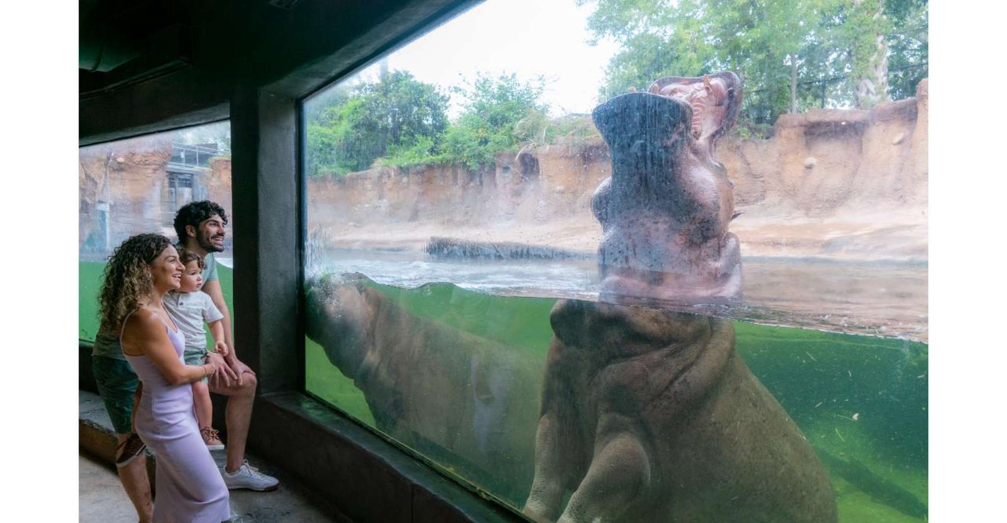 San Antonio Zoo Any Day Ticket photo 20