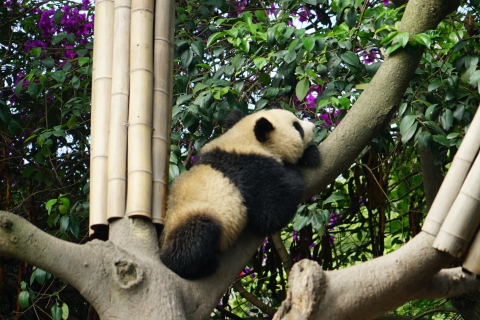 Beijing: Panda House+City Attractions or Mutianyu Day Tour Panda+Summer Palace+Temple of Heaven+Pearl Market