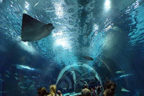 Découvrez AquaRio et le Boulevard Olympique : Vie marine et art