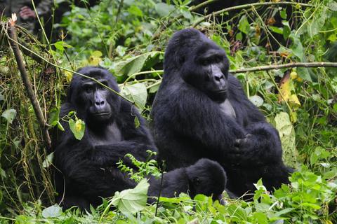 From Entebbe: 3-Day Gorilla Trekking Safari with Transfers