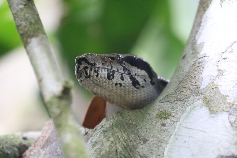 Uvita: Corcovado Rainforest & Wildlife Adventure