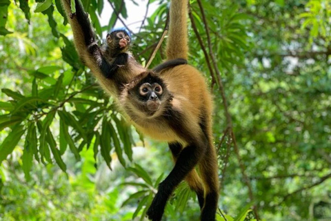 Réserve du sanctuaire des singes et kayak à Bahia Jiquilisco