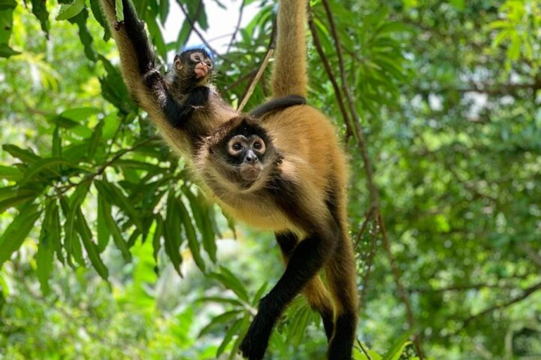 Réserve du sanctuaire des singes et kayak à Bahia Jiquilisco