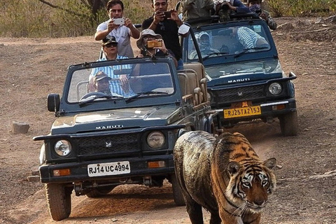 From Jaipur: Jhalana Leopard & Ranthambore Tiger Safari Tour