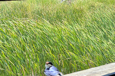 Cape Town: Table Mountain, Penguins & Cape Point Shared Tour