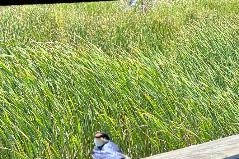 Cape Town: Table Mountain, Penguins & Cape Point Shared Tour