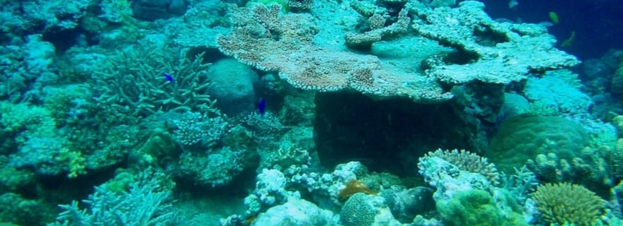 Port-Vila : excursion sur l'île de Lelepa avec plongée et barbecue