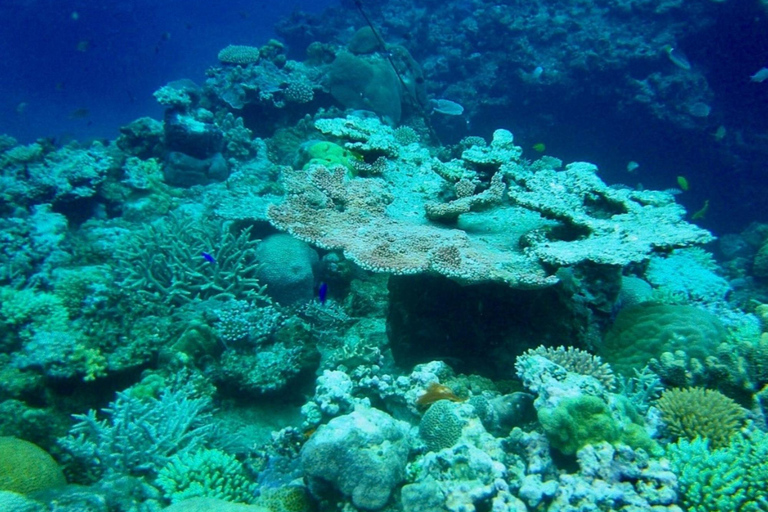 Port Vila: Lelepa Island Day Trip with Snorkeling & BBQ