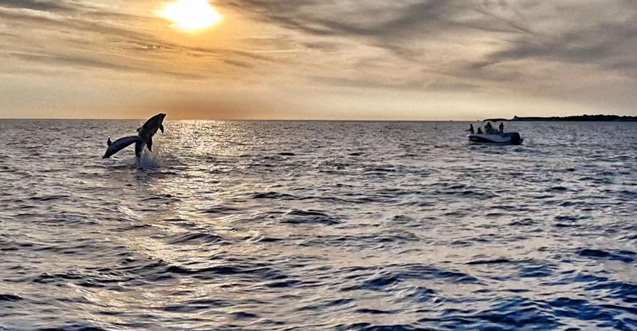 Fazana, Guided Dolphin Watching Sightseeing Cruise at Sunset - Housity