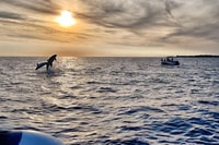 Fazana, Guided Dolphin Watching Sightseeing Cruise at Sunset - Housity