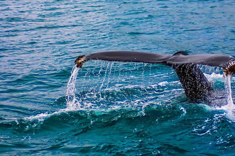 Excursion d'une journée sur la route des baleines