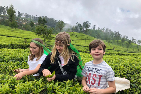 Kandy: Tea Museum, Temple, Bird Park & Dance Show Tour