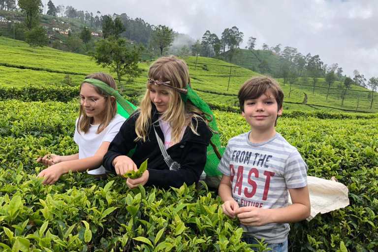Kandy: Tea Museum, Temple, Bird Park & Dance Show Tour