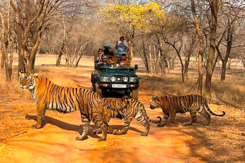 De Jaipur: Ranthambore Tiger Safari Viagem de 1 dia