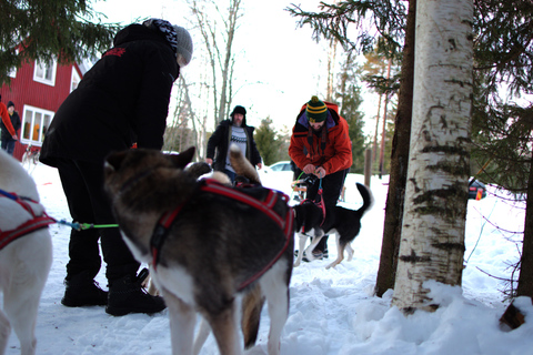 Luleå: Guided Dog Sledding Tour