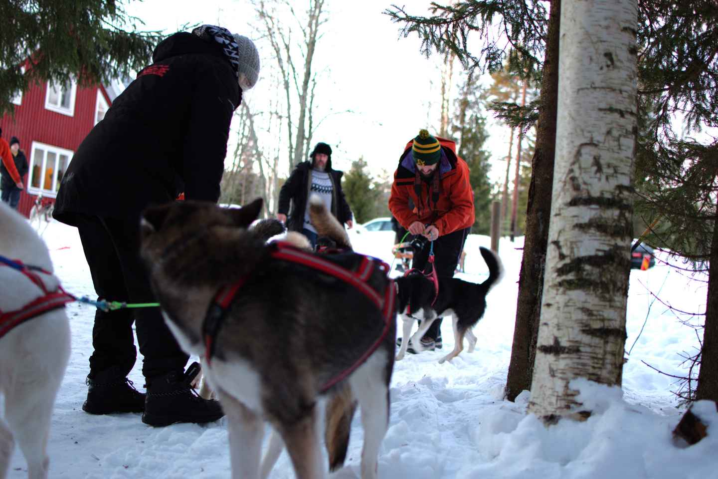 Luleå: Guided Dog Sledding Tour