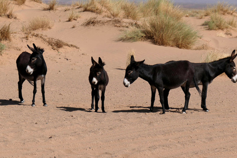 Från Agadir: Sahara Desert Buggy Tour med snacks och transfer