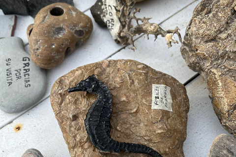 From Ica: Ballestas Islands and Paracas National Reserve. Private from Ica: Ballestas Islands and Paracas National Reserve.