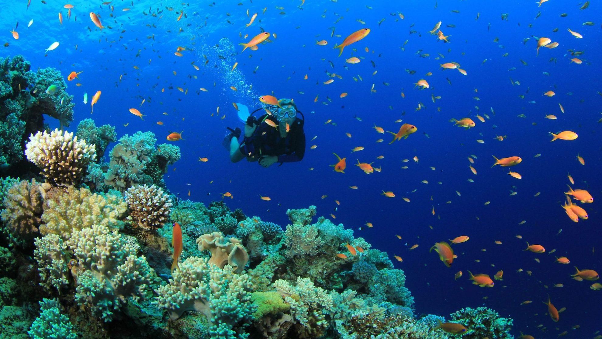 Mombasa & Diani: Schnorcheln im Meerespark Kisite‑Mpunguti