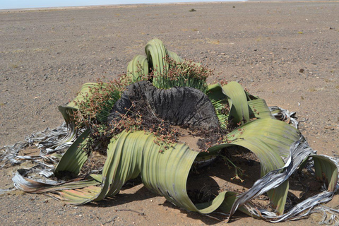 Walvis Bay: Cruiseliner Excursions