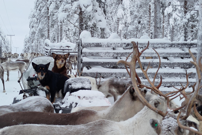 Rovaniemi: visita alla fattoria delle renne ed esperienza culturale