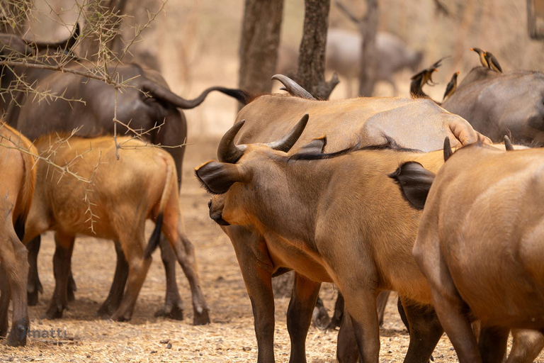Safari z lwami i przejażdżka po rezerwacie BandiaSafari z lwami i przejażdżka łodzią w Bandii