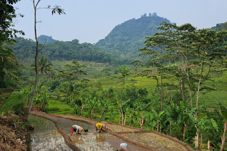 From Yogyakarta: Selogriyo Rice Terraces to Hidden Waterfall