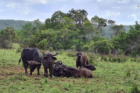 Kwale: Private day tour to Shimba Hills with Picnic lunch