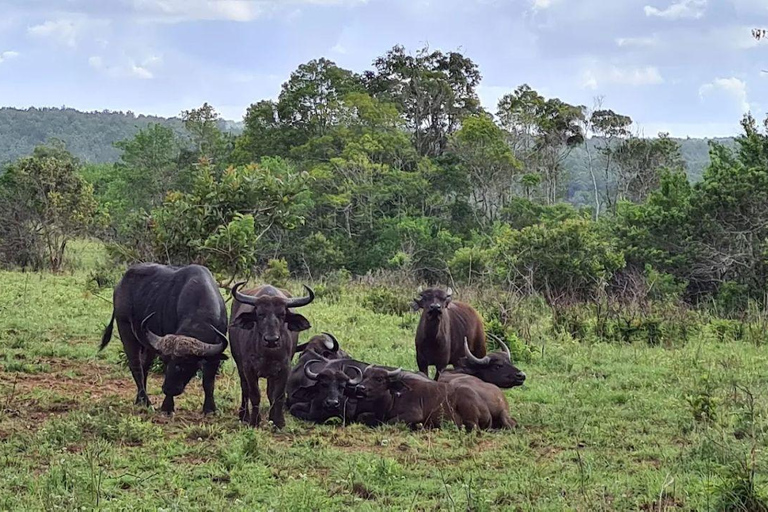 Kwale: Private day tour to Shimba Hills with Picnic lunch