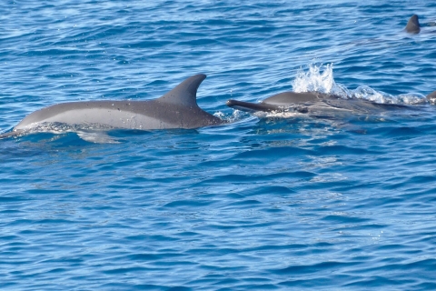 Dolphin Swim & Snorkeling with Private Sunset Dinner Package