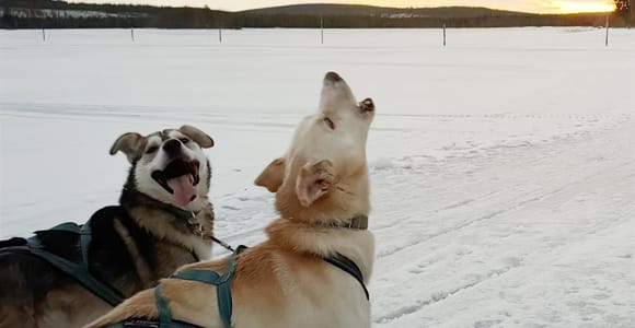 Rovaniemi: Insider 10 km Husky-Schlittenfahrt