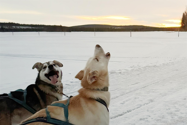 Rovaniemi: Insider 10 km Husky Sled Ride