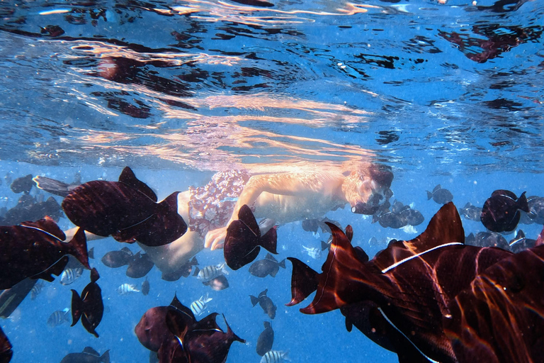 Waikiki : Visite en petit groupe du Turtle Canyon avec masque et tuba