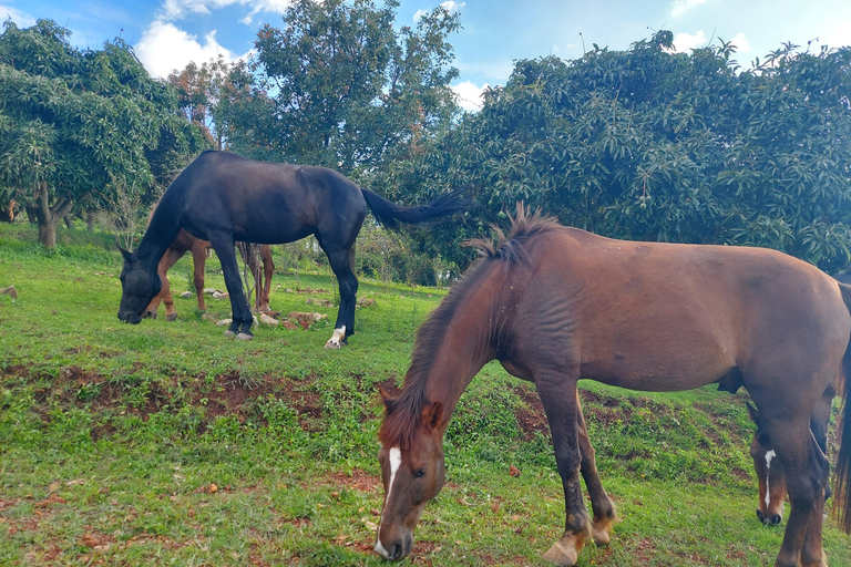 Trilha para cavalgar no Monte KigaliGraceful Gallop, aventura a cavalo no Monte Kigali