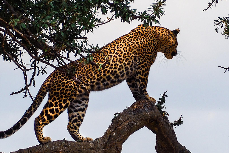 3-Days Masai Mara Joining Safari From Nairobi 3-Days 2 Nights Masai Mara Safari From Nairobi