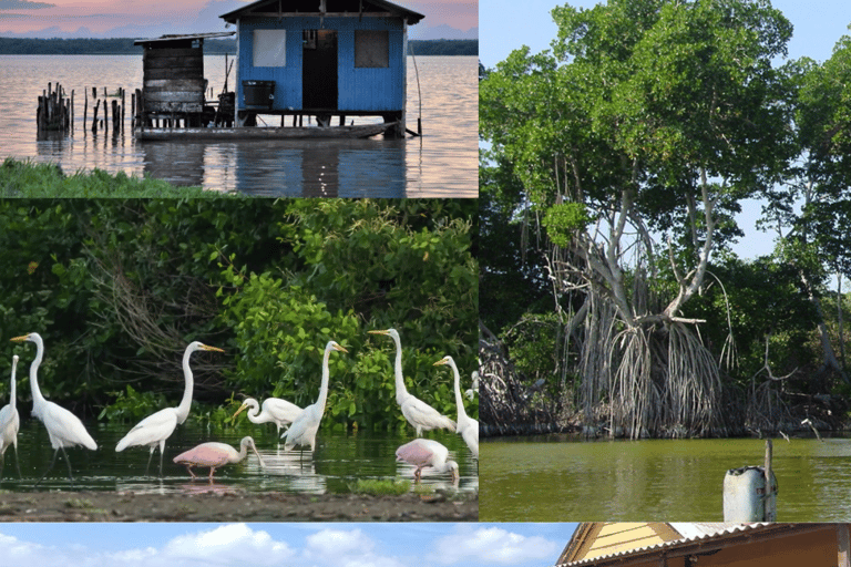 Conheça a vila dos palafitos na Ciénaga Grande de Santa MartaConhece a aldeia de Palafitos na Ciénaga Grande de Santa Marta.