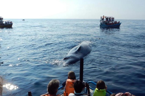 Hikkaduwa/Galle/Ahangama: tour di avvistamento balene a MirissaDa Hikkaduwa, servizio di prelievo e rientro