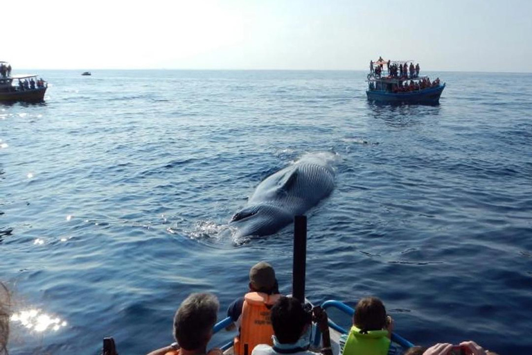 Hikkaduwa/Galle/Ahangama: tour di avvistamento balene a MirissaDa Hikkaduwa, servizio di prelievo e rientro