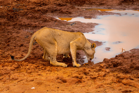 From Diani Beach or Mombasa: 2-Day Tsavo East Safari