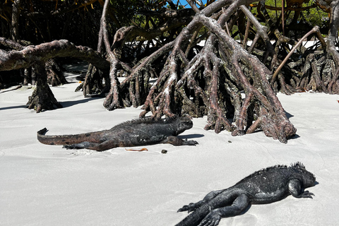Galapagos: Exclusive 7-Day Tour – Santa Cruz, Isabela, and Santa Fe with Snorkeling Galapagos: Exclusive 7-Day Tour of Santa Cruz, Isabela, and Santa Fe with Snorkeling