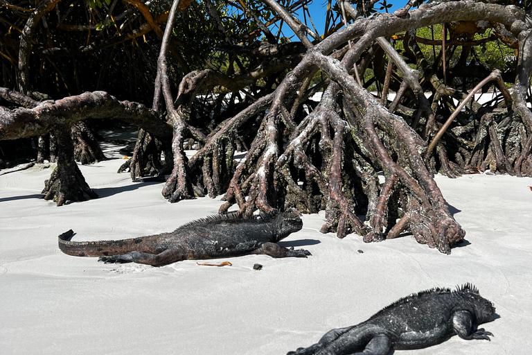 Galapagos: Exclusive 7-Day Tour – Santa Cruz, Isabela, and Santa Fe with Snorkeling Galapagos: Exclusive 7-Day Tour of Santa Cruz, Isabela, and Santa Fe with Snorkeling