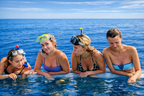 North Bali: Dolphin Swim, Snorkeling, & Waterfall Cliff Jump Small Group With Hotel Transfer Central Bali